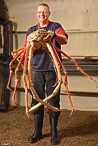 Crabzilla-article-0-083d8146000005dc-472_468x700-jpg